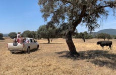 Tour del toro en 4x4 por los Llanos de Olivenza
