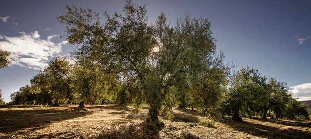 Visita al museo del Olivar