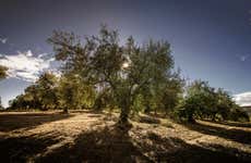 Olive Oil Museum