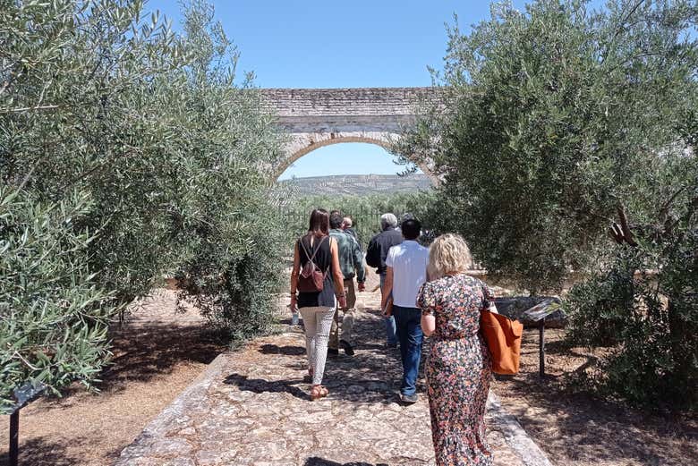 Promenade dans le Jardin des Variétés d'oliviers