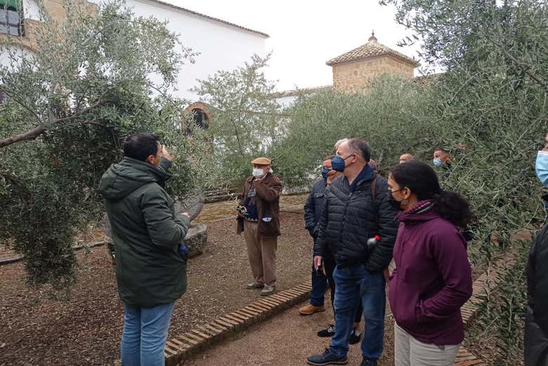 Jardín de variedades de olivos