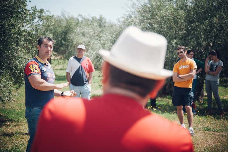 Visitando el olivar