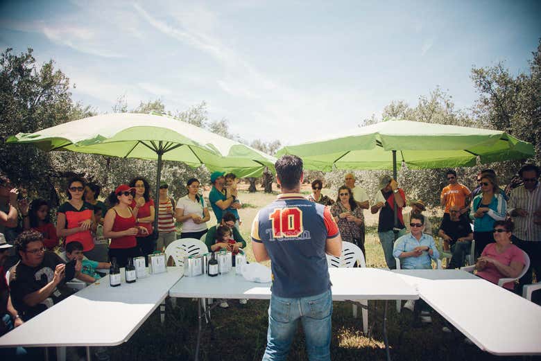 Introducción a la cultura del aceite de oliva