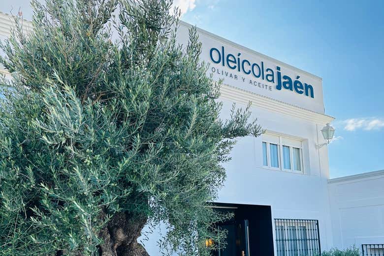 Un olivier à l'extérieur d'Oleícola Jaén
