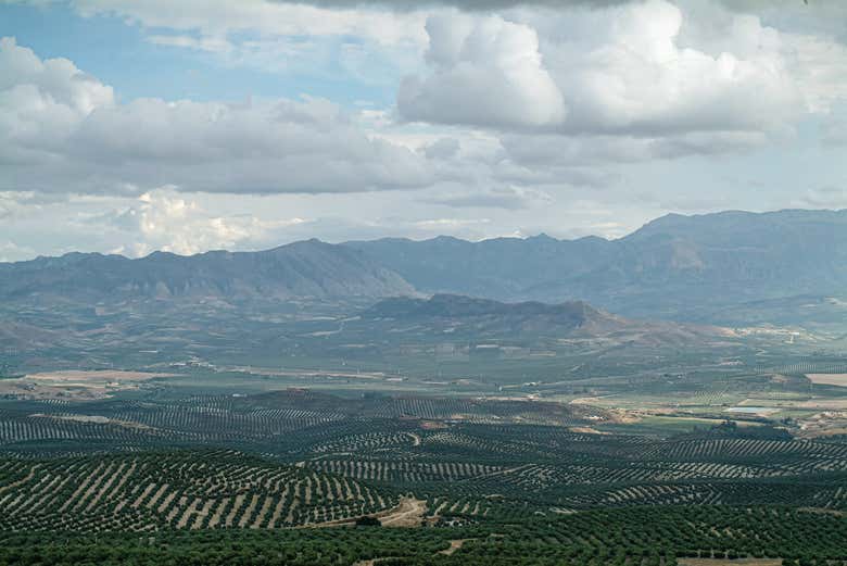 Point de vue sur les oliveraies