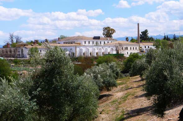 Visita guiada por el Museo del Olivo + Cata de aceites