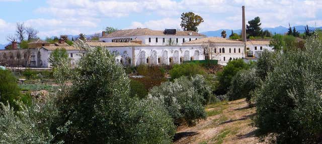 Visita guiada por el Museo del Olivo + Cata de aceites