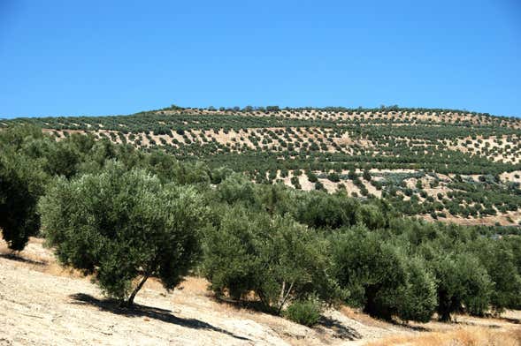 Olive Grove Tour + Olive Oil Tasting