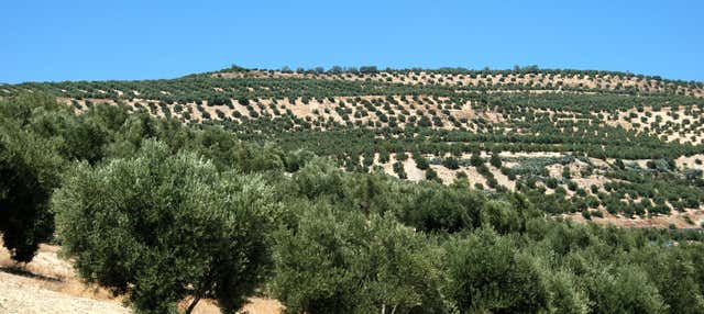Visita a un olivar ecológico + Cata de aceite