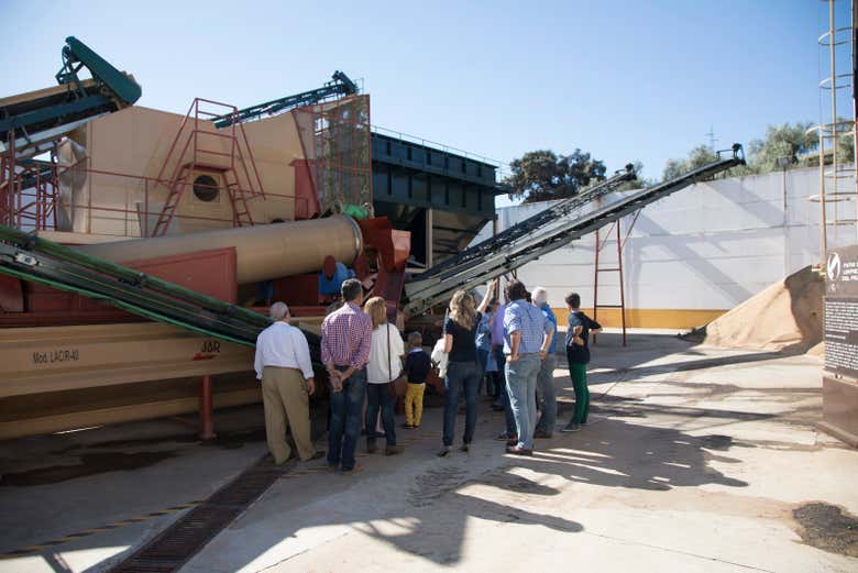 Aprenderemos sobre el almacenaje de las aceitunas