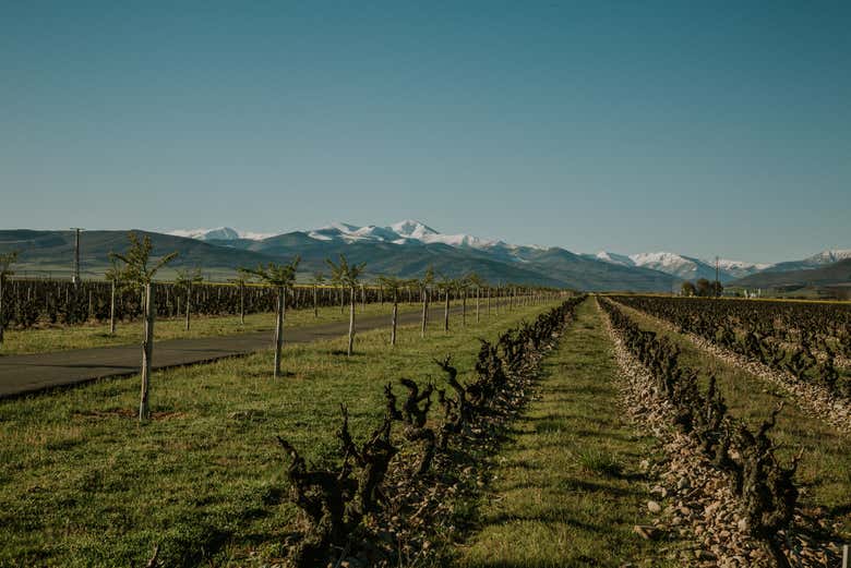Viñedo de la Finca La Emperatriz