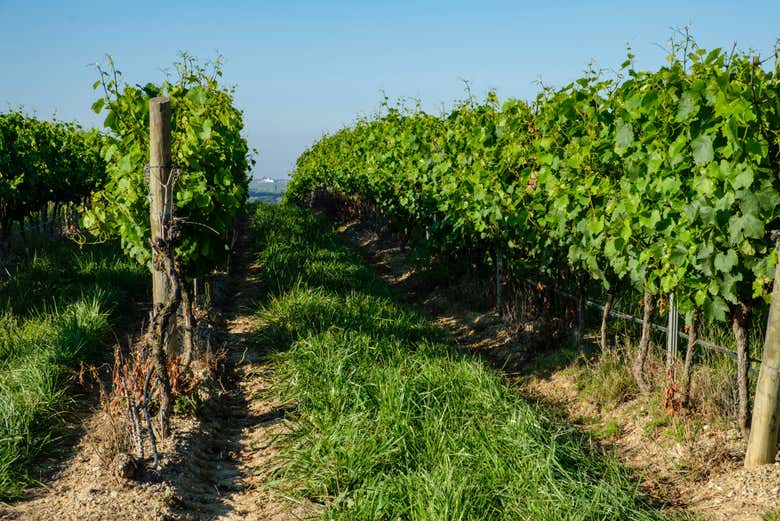 Viñedos de Somontano