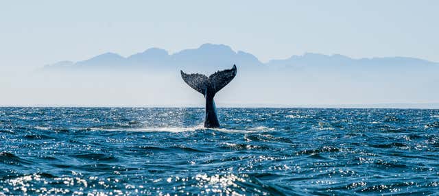 Avistamiento de ballenas y delfines en Barbate