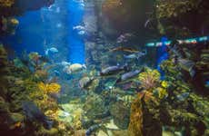 Barcelona Aquarium Ticket