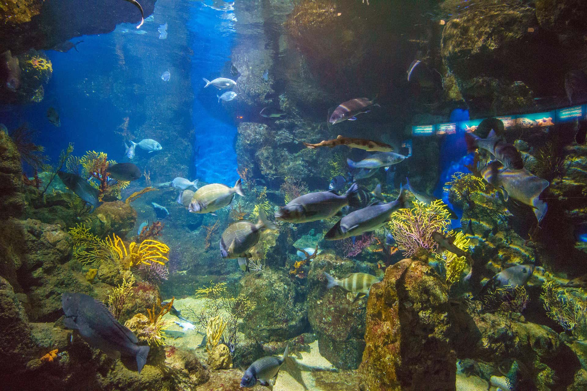 Billet pour l'Aquarium de Barcelone