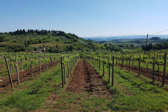 Sumarroca Winery Excursion
