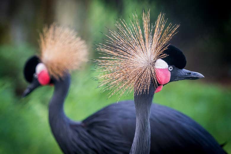 Animaux exotiques