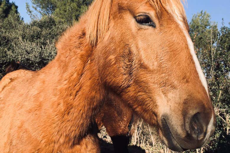Cavalli del maneggio