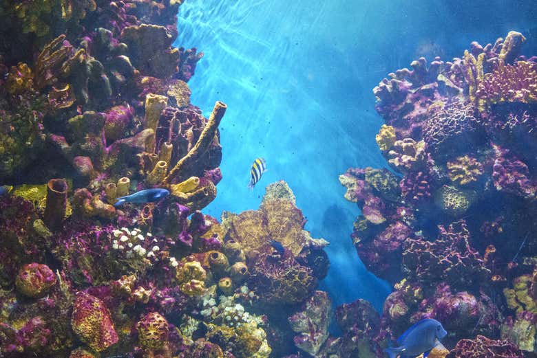 Acquario tropicale