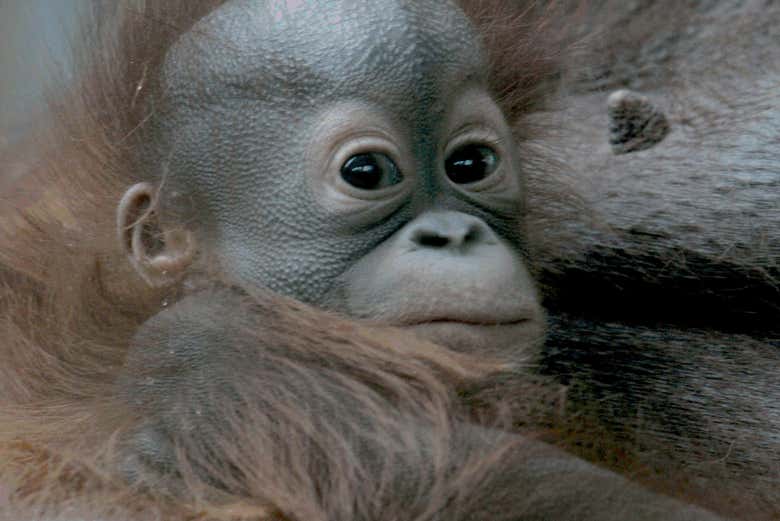 Bébé gorille au zoo de Barcelone