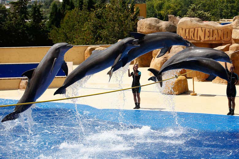 Show con delfines