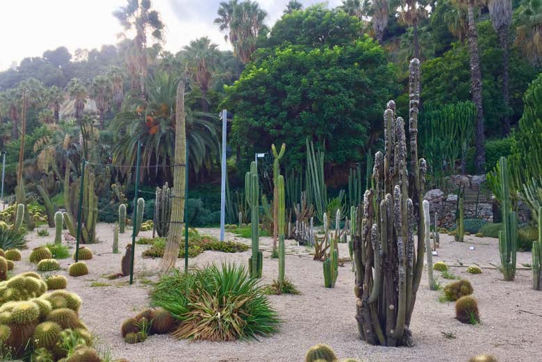 Recorriendo los jardines de Mossèn Costa i Llobera