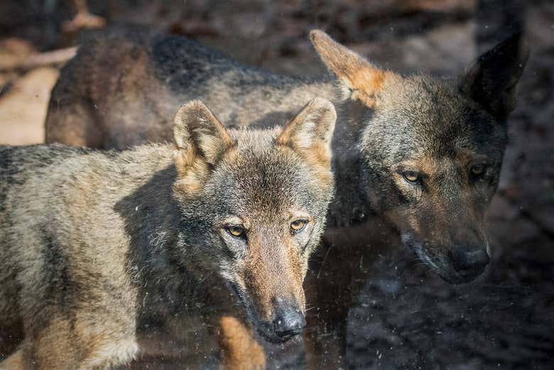 Les loups au zoo
