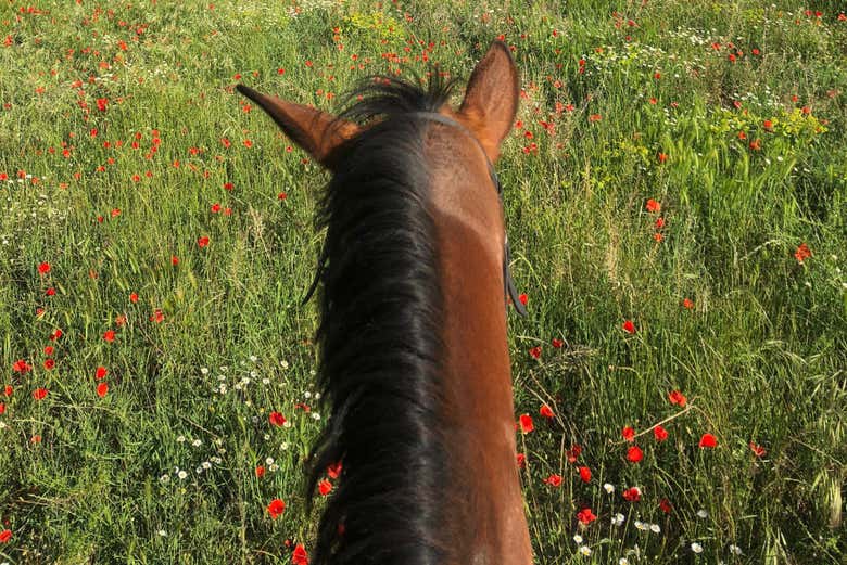 Montserrat a cavallo