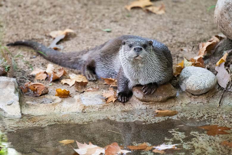 Loutre au zoo de Barcelone