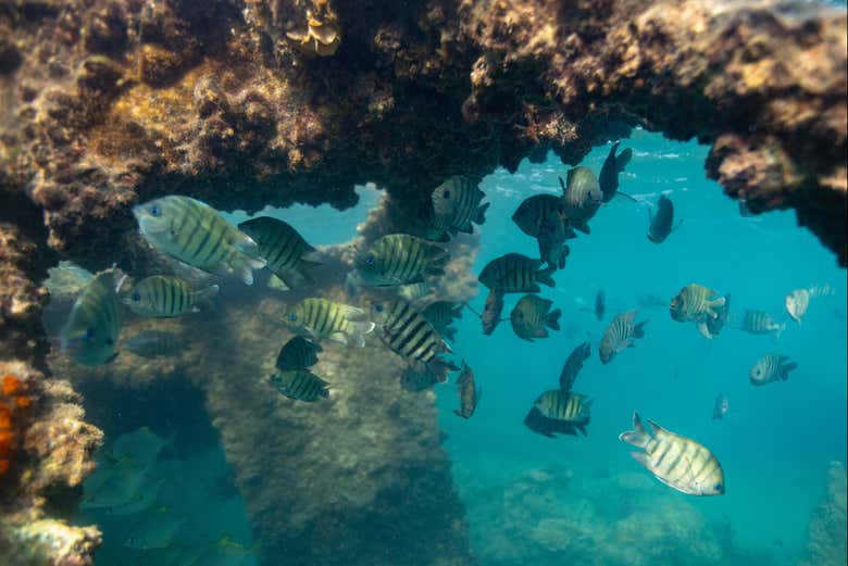 Descubrid la sorprendente biodiversidad marina