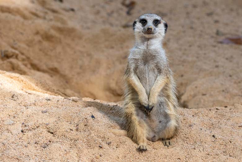 Suricate au zoo
