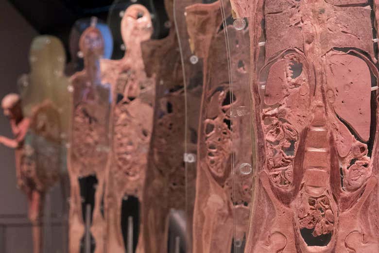 Tissus humains de l'exposition Human Bodies