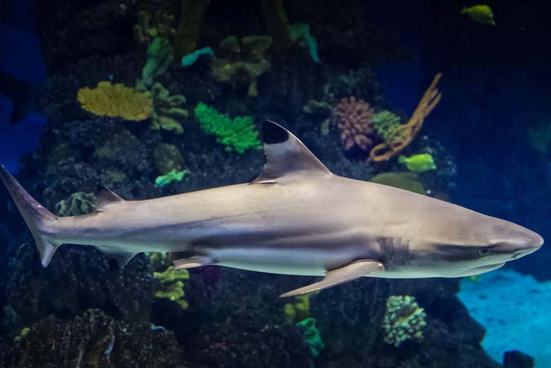 Uno degli squali dell'Aquàrium