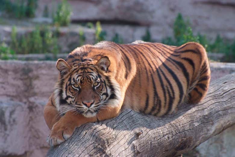 Un des tigres du zoo de Barcelone