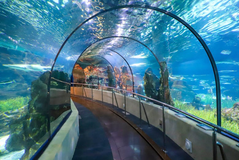 Tunnel transparent de l'océanarium