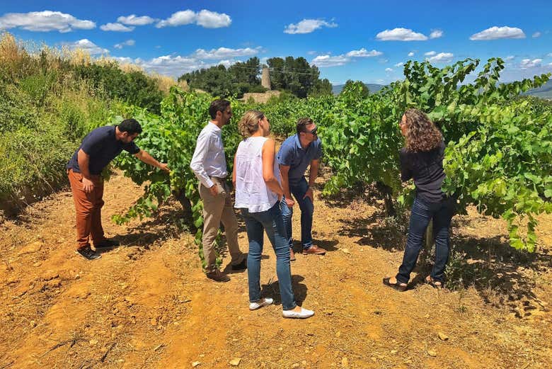 Visitando los viñedos del Penedés