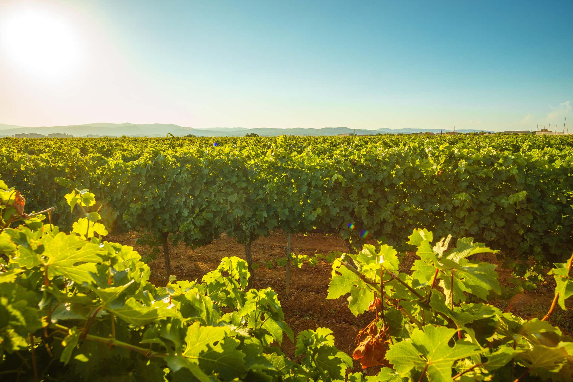 4x4 Tour of the Penedes Vineyards