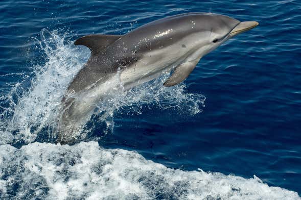 Avistamiento de delfines en Benalmádena