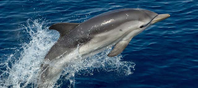 Benalmádena Dolphin Watching