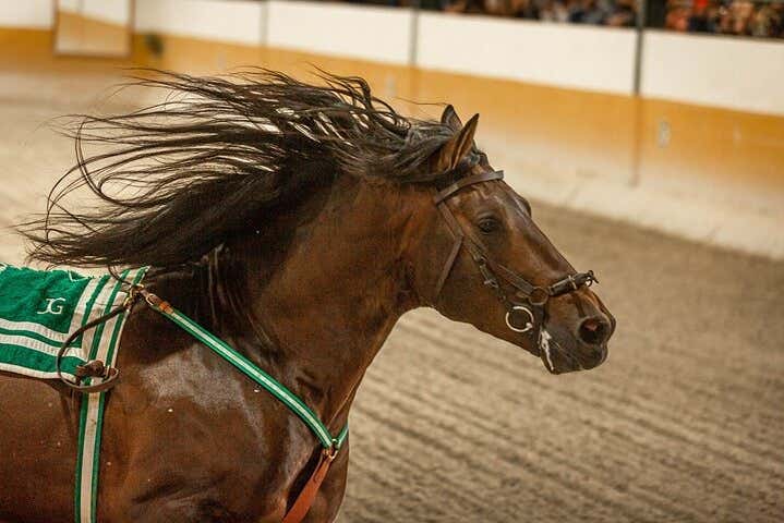 Un cavallo spagnolo