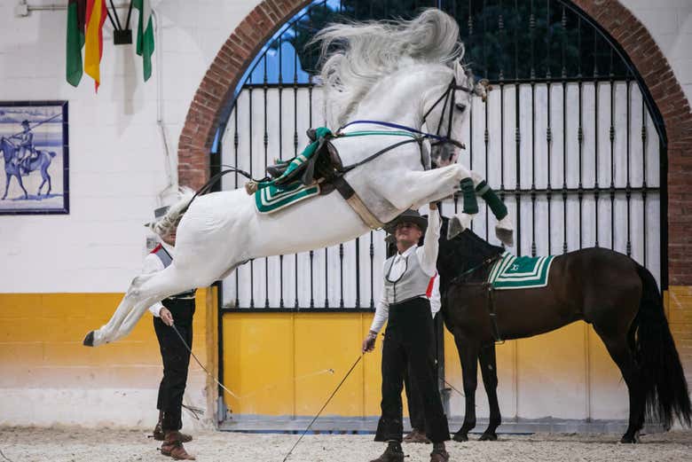 Discover an unforgettable equestrian show!