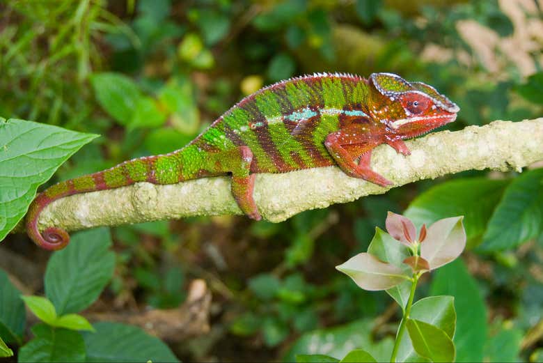 Sorprendeos con los colores del camaleón en su hábitat