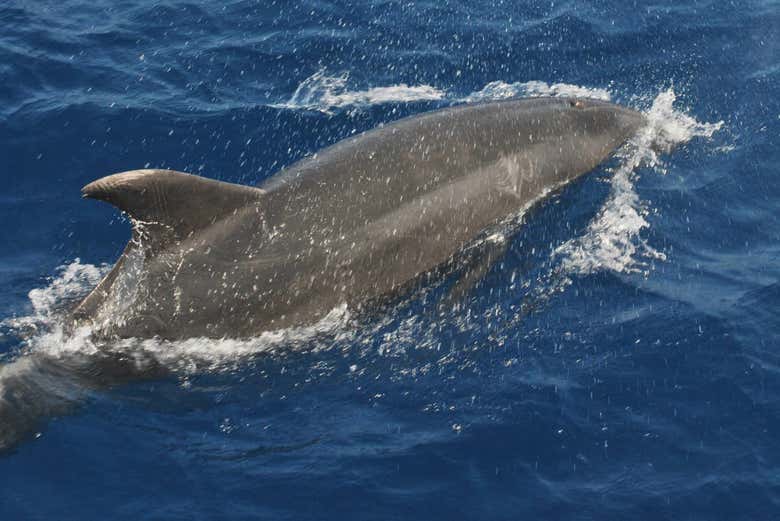 Delfines en Benalmádena