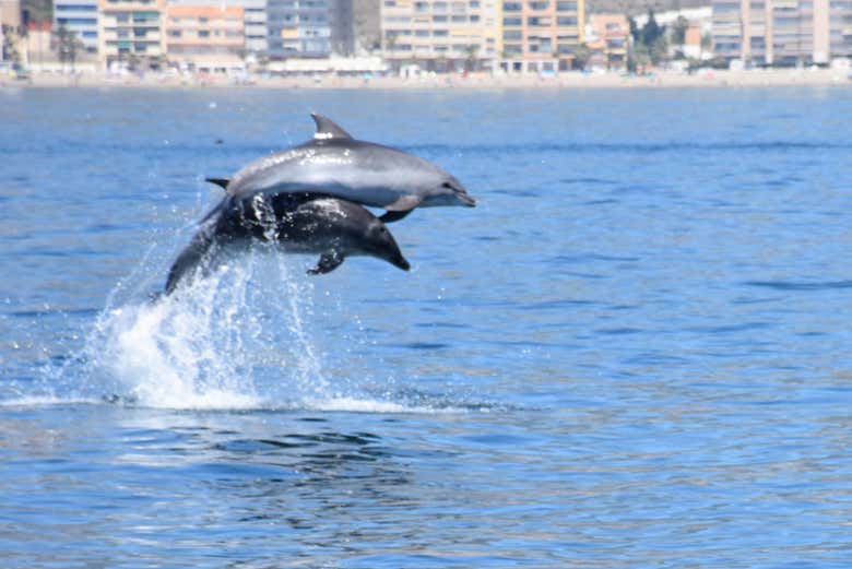 Avvistamento di delfini a Benalmádena