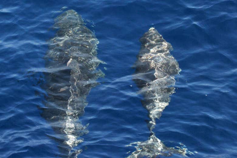 Durante l'avvistamento di delfini