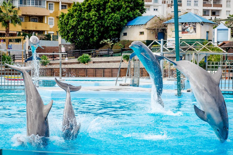 Delfines en Selwo Marina