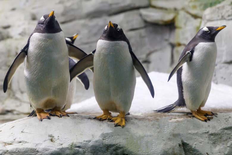 Pingouins à Selwo Marina