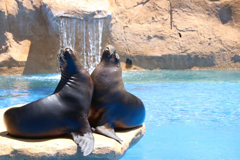 Deux otaries