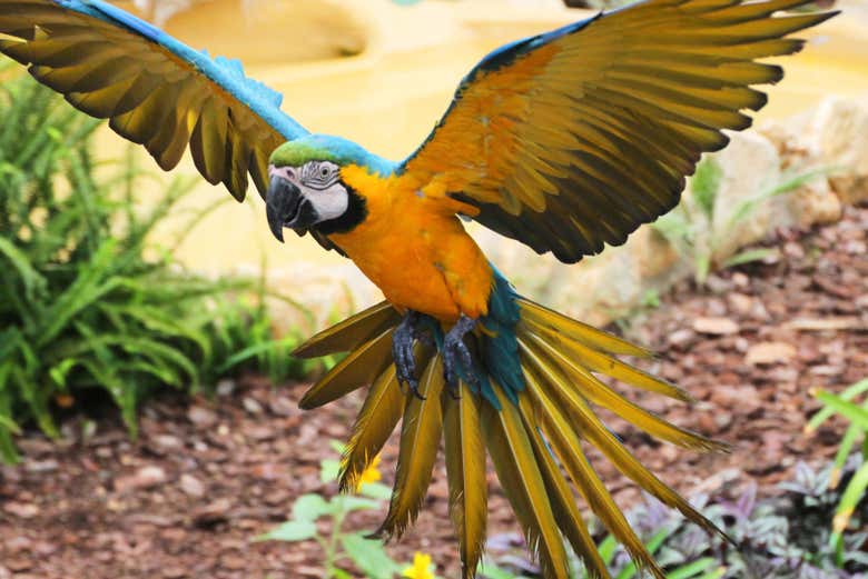 Un perroquet