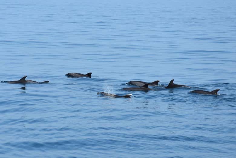 Una famiglia di delfini
